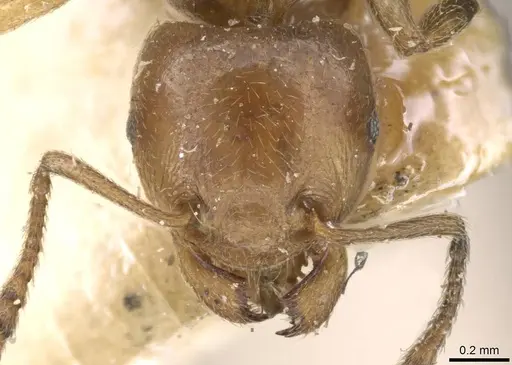 Tetramorium transversinode specimen CASENT0909202 image casent0909202_2