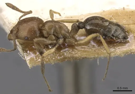 Tetramorium transversinode specimen CASENT0909202 image casent0909202_3