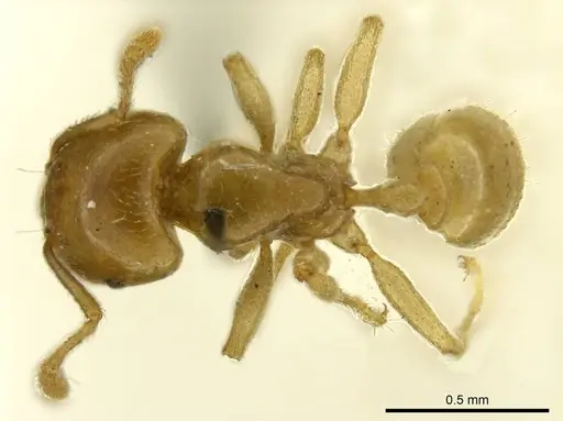 Tetramorium transversinode specimen CASENT0916086 image casent0916086_1