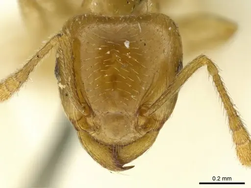 Tetramorium transversinode specimen CASENT0916086 image casent0916086_2