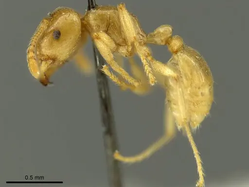 Tetramorium transversinode specimen CASENT0916086 image casent0916086_3