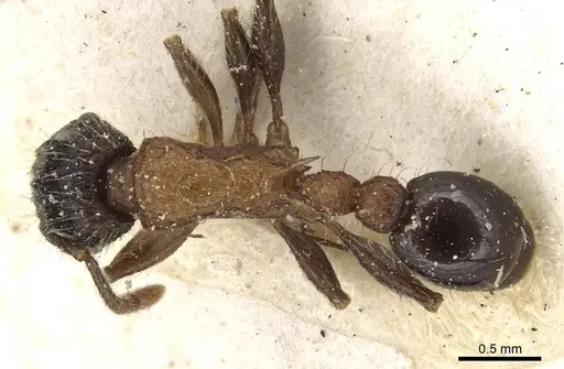 Tetramorium tricarinatum specimen CASENT0915088 image casent0915088_1
