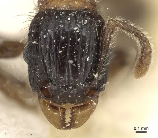 Tetramorium tricarinatum specimen CASENT0915088 image casent0915088_2