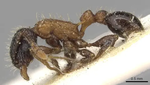 Tetramorium tricarinatum specimen CASENT0915088 image casent0915088_3