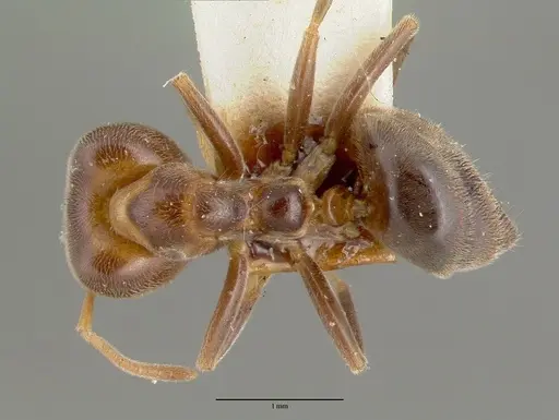 Tetramorium tricarinatum specimen CASTYPE06981 image castype06981_1