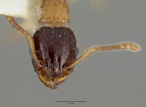 Tetramorium tricarinatum specimen CASTYPE06981 image castype06981_2