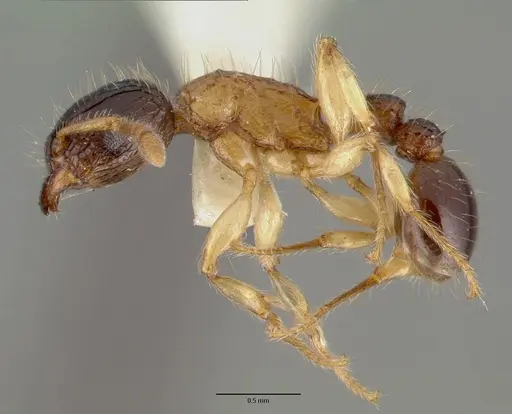 Tetramorium tricarinatum specimen CASTYPE06981 image castype06981_3