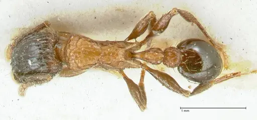 Tetramorium tricarinatum specimen FOCOL2075 image focol2075_1