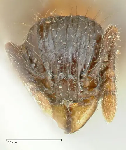 Tetramorium tricarinatum specimen FOCOL2075 image focol2075_2