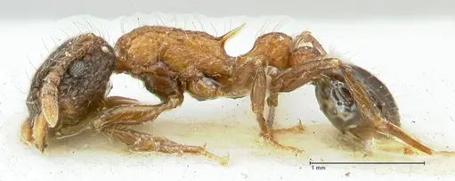 Tetramorium tricarinatum specimen FOCOL2075 image focol2075_3