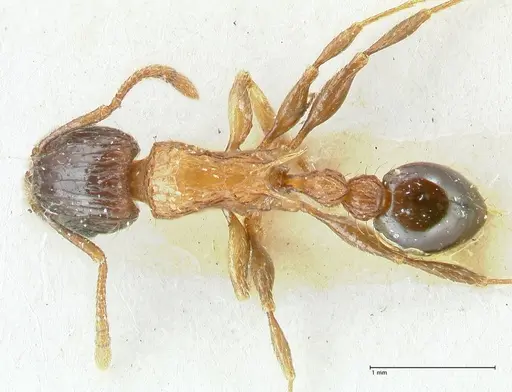 Tetramorium tricarinatum specimen FOCOL2076 image focol2076_1