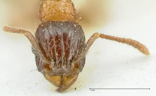 Tetramorium tricarinatum specimen FOCOL2076 image focol2076_2