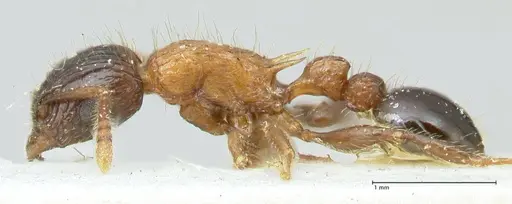 Tetramorium tricarinatum specimen FOCOL2076 image focol2076_3