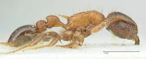 Tetramorium tricarinatum specimen FOCOL2076 image focol2076_4