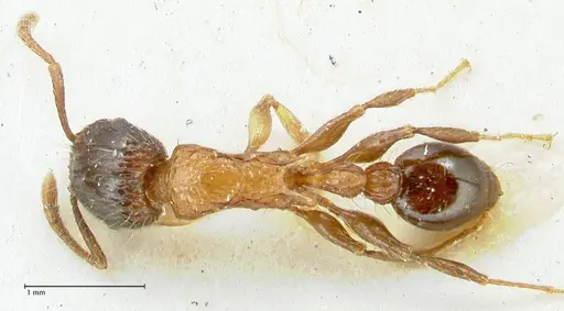 Tetramorium tricarinatum specimen FOCOL2077 image focol2077_1