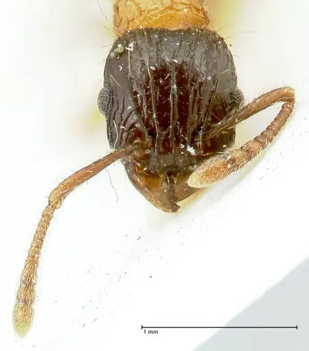 Tetramorium tricarinatum specimen FOCOL2077 image focol2077_2