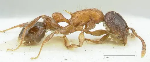Tetramorium tricarinatum specimen FOCOL2077 image focol2077_3