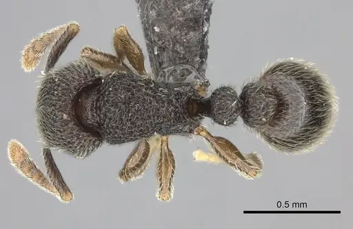 Tetramorium trimeni specimen CASENT0235784 image casent0235784_1