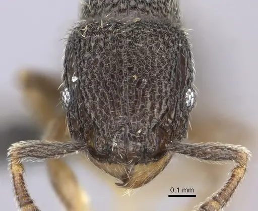 Tetramorium trimeni specimen CASENT0235784 image casent0235784_2
