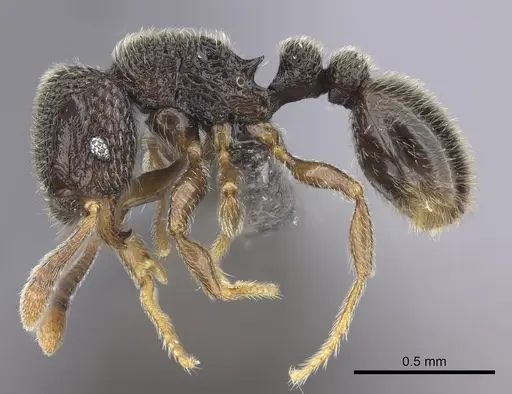 Tetramorium trimeni specimen CASENT0235784 image casent0235784_3