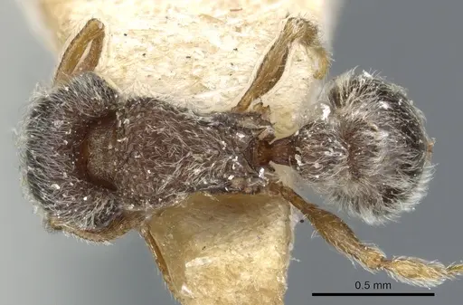 Tetramorium trimeni specimen CASENT0904791 image casent0904791_1