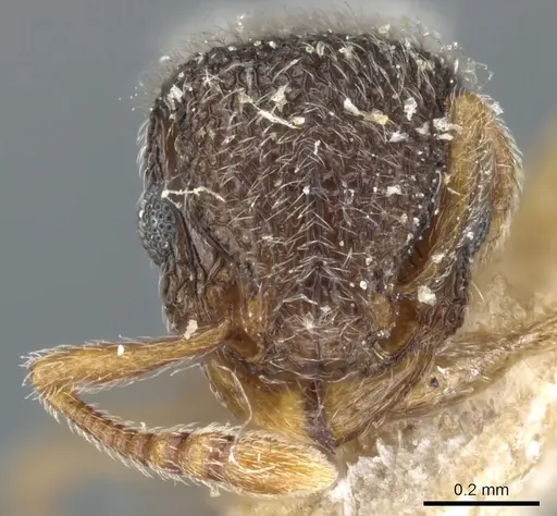 Tetramorium trimeni specimen CASENT0904791 image casent0904791_2