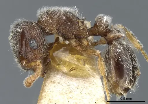 Tetramorium trimeni specimen CASENT0904791 image casent0904791_3