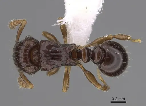Tetramorium trirugosum specimen CASENT0218391 image casent0218391_1