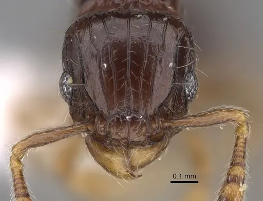 Tetramorium trirugosum specimen CASENT0218391 image casent0218391_2
