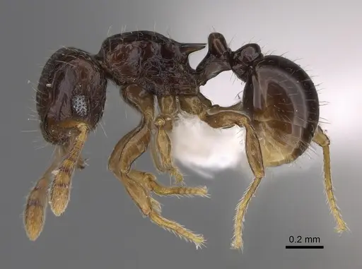 Tetramorium trirugosum specimen CASENT0218391 image casent0218391_3