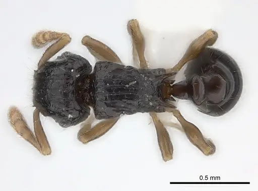 Tetramorium trirugosum specimen CASENT0218418 image casent0218418_1