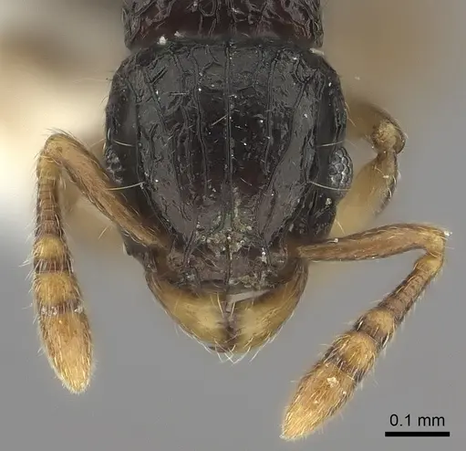 Tetramorium trirugosum specimen CASENT0218418 image casent0218418_2