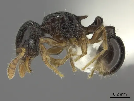 Tetramorium trirugosum specimen CASENT0218418 image casent0218418_3