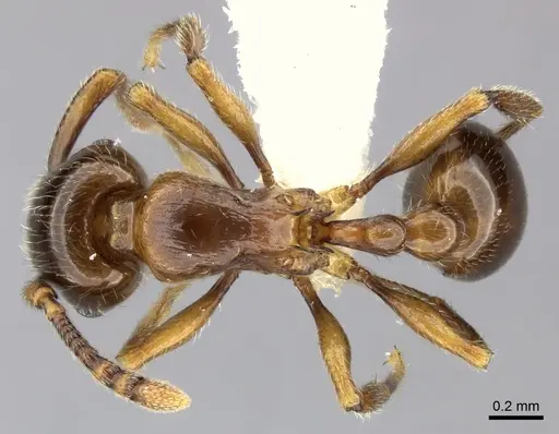 Tetramorium tsingy specimen CASENT0426807 image casent0426807_1