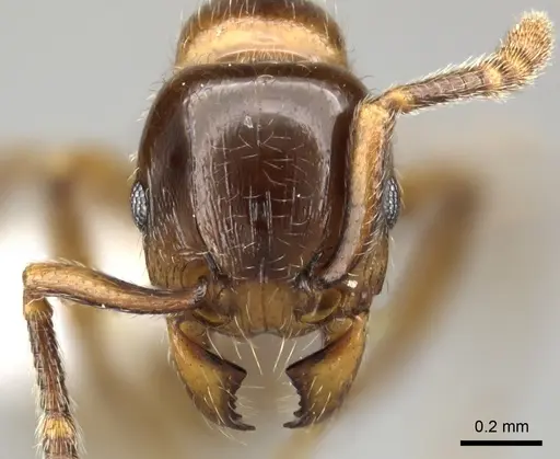 Tetramorium tsingy specimen CASENT0426807 image casent0426807_2