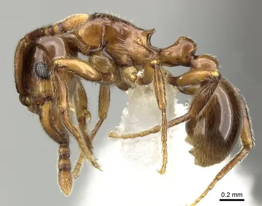 Tetramorium tsingy specimen CASENT0426807 image casent0426807_3