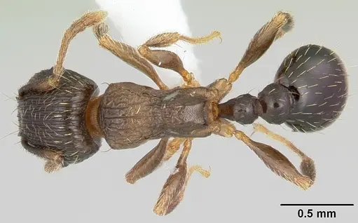 Tetramorium tsushimae specimen CASENT0103102 image casent0103102_1