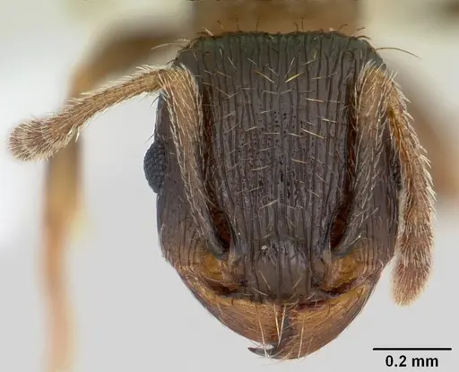 Tetramorium tsushimae specimen CASENT0103102 image casent0103102_2