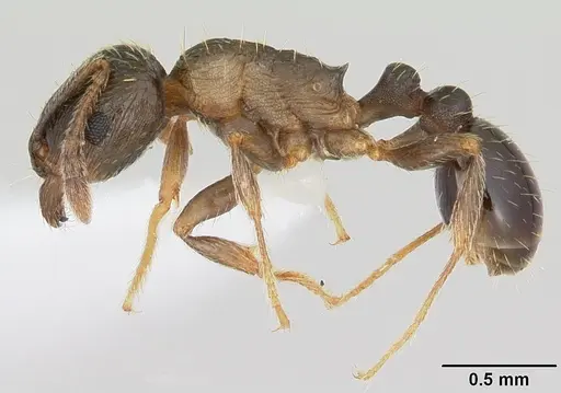Tetramorium tsushimae specimen CASENT0103102 image casent0103102_3