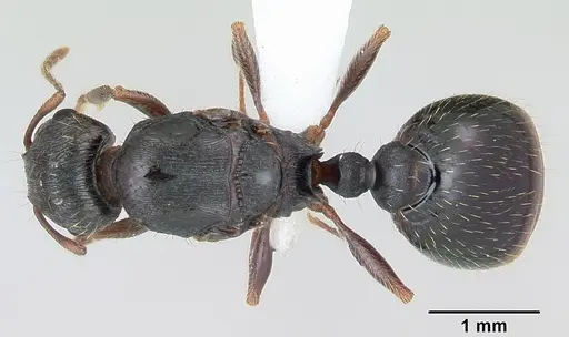 Tetramorium tsushimae specimen CASENT0103103 image casent0103103_1