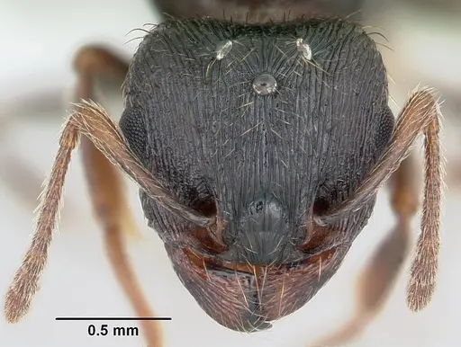 Tetramorium tsushimae specimen CASENT0103103 image casent0103103_2