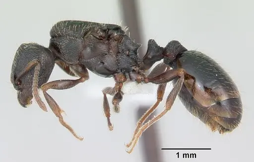 Tetramorium tsushimae specimen CASENT0103103 image casent0103103_3