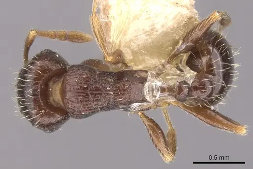 Tetramorium tsushimae specimen CASENT0901253 image casent0901253_1