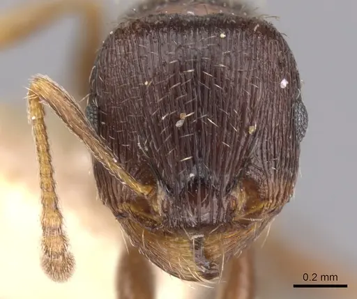 Tetramorium tsushimae specimen CASENT0901253 image casent0901253_2