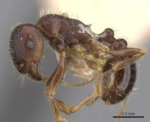 Tetramorium tsushimae specimen CASENT0901253 image casent0901253_3