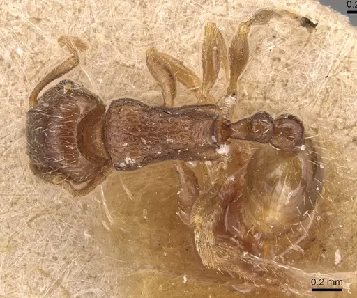Tetramorium tsushimae specimen CASENT0904809 image casent0904809_1