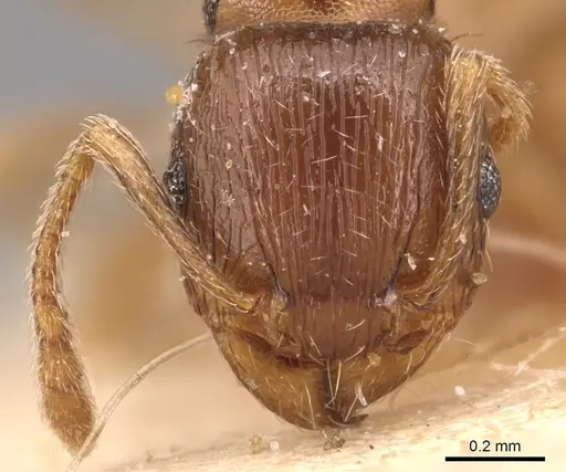 Tetramorium tsushimae specimen CASENT0904809 image casent0904809_2