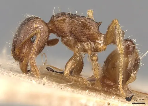 Tetramorium tsushimae specimen CASENT0904809 image casent0904809_3