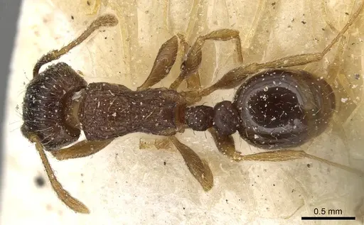 Tetramorium tsushimae specimen CASENT0915089 image casent0915089_1