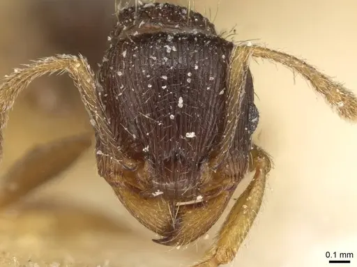 Tetramorium tsushimae specimen CASENT0915089 image casent0915089_2
